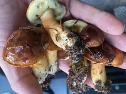 Waldpilze essbar &raquo; Waldpilze Essbar &raquo; fichtensteinpilz